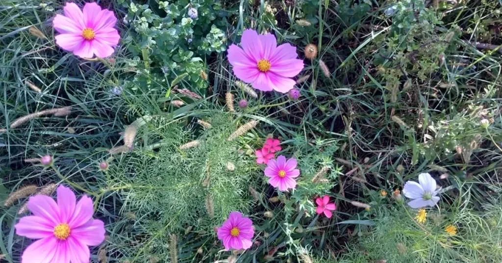 slika livadskog cvijeća na livadi
