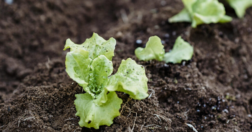slika mlade salate koja raste u vrtu