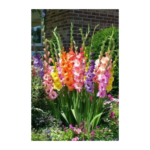 Gladiole komad