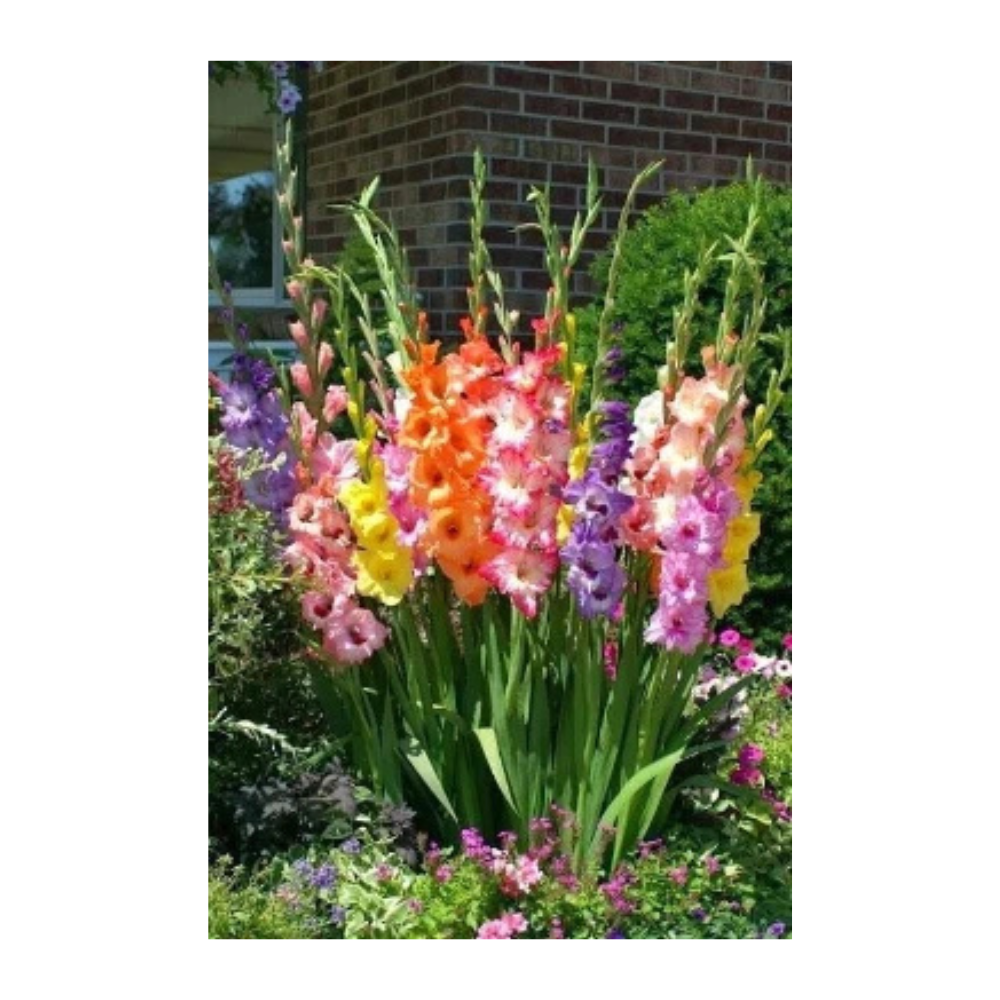 Gladiole komad Gladiole komad - Slika 1
