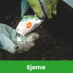 Sjeme