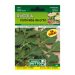 Rukola